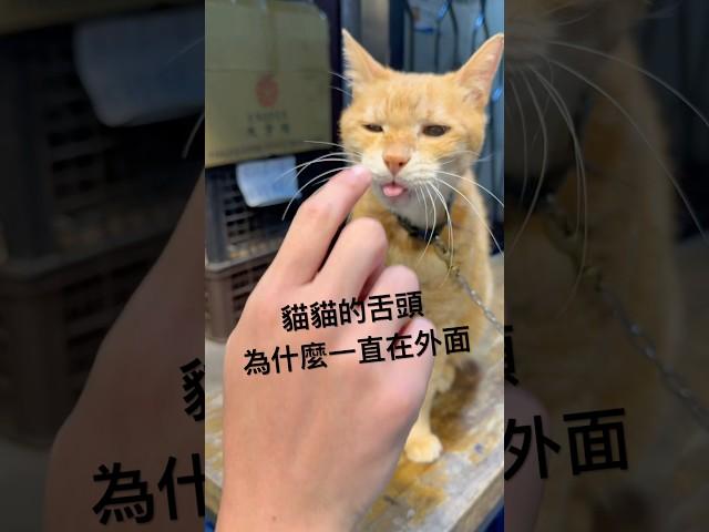 貓咪店長為什麼舌頭一直不收回去 #貓咪日常 #貓眼觀察室 #cat #cutecat #pets #cute