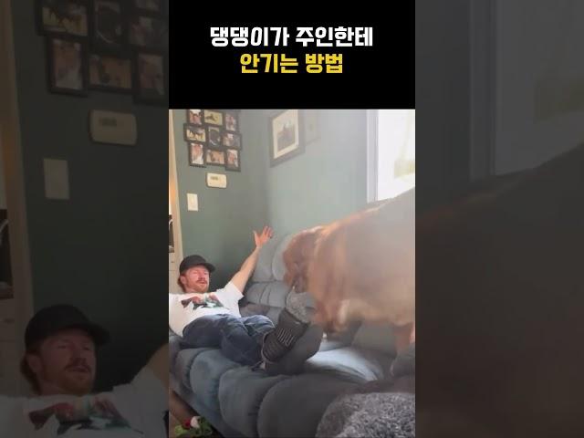 댕댕이가 주인한테 안기는 법