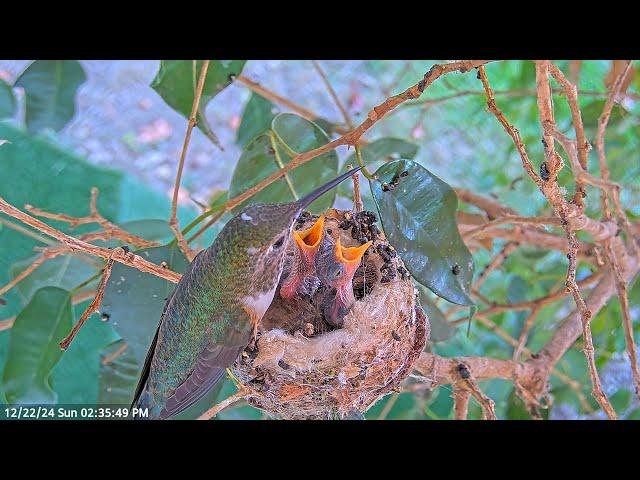 Hummingbird Olive Feeding Her Chicks Autumn 10 Days Old and Forest 8 Days Old. #hummingbirdnest