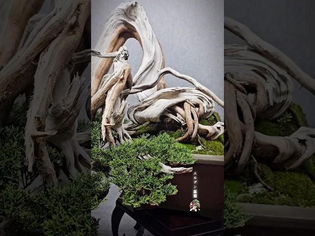 Juniper bonsai #bonsai #bonsaitree #bonsaiculture #bonsaiart #nature #bonsaishow