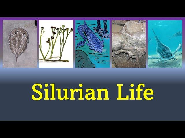 The Silurian Period: Life Moving To Land And Some Other Life