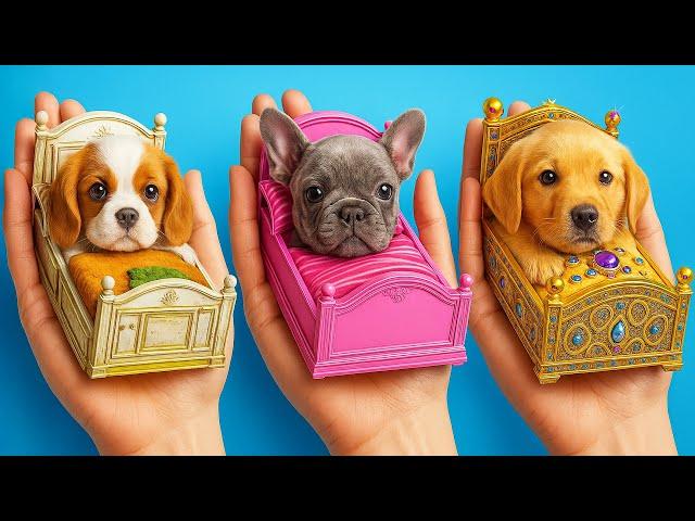 Helped a Homeless Puppy! Secret Life Hacks for Pet Owners 