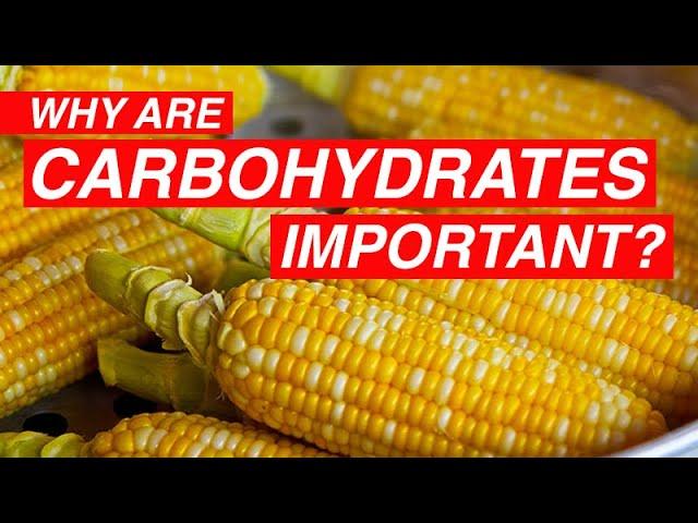 Why Are Carbohydrates Important?