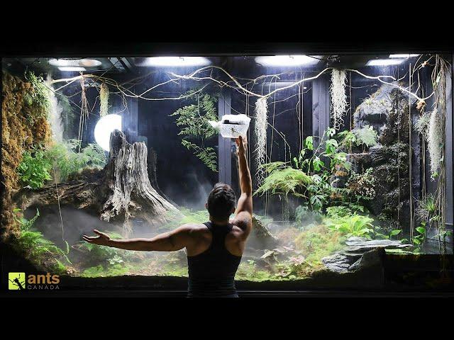 I Unleashed a Swarm of Huntsman Spiders Into My Giant Rainforest Vivarium