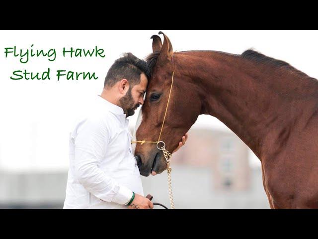 Punjab ~ Flying Hawk Stud Farm Tour 