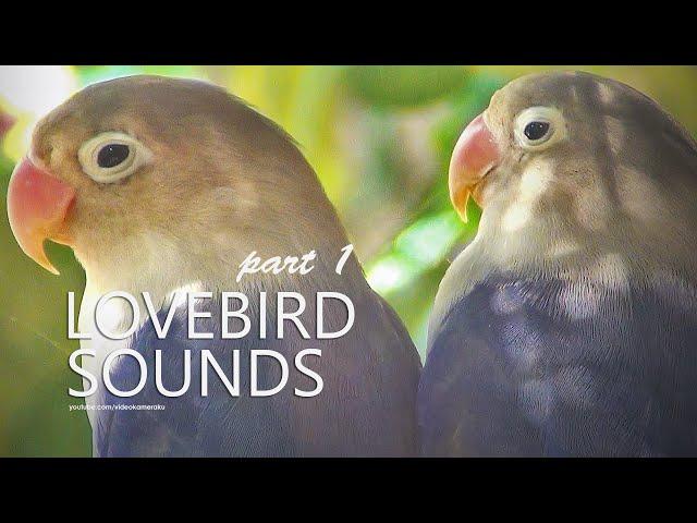 Lovebird Sound: Two Lovebird Violet | Dec 2024 | Part 1