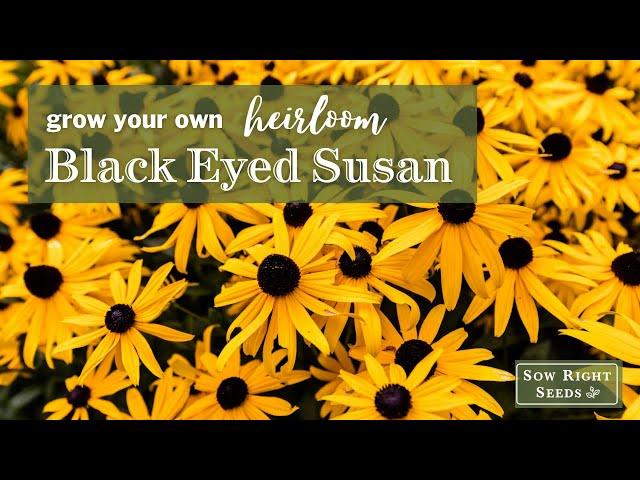 Sow Right Seeds | Black Eyed Susans