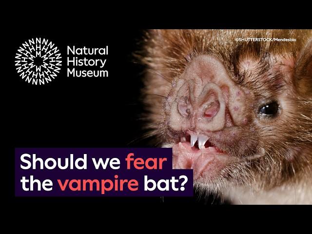 Should we be scared of vampire bats? | Surprising Science