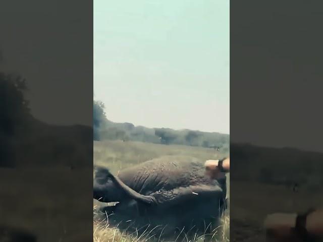 Это видео точно тронет ваше сердце 