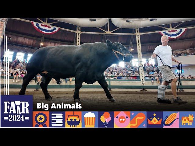 Big Animals – Fair 2024