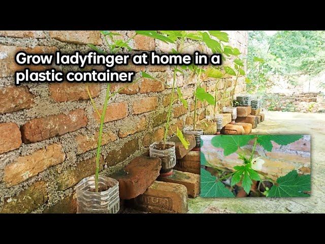 Grow ladyfinger at home in a plastic container