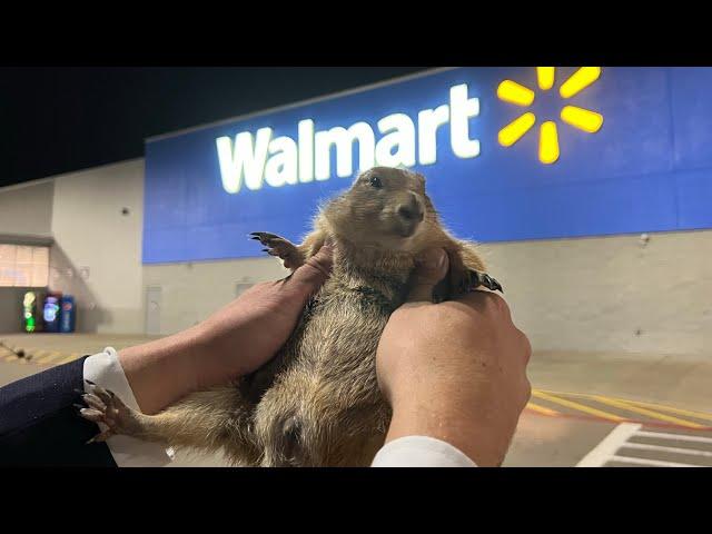 Big Ounce Robs a Walmart *cops called*
