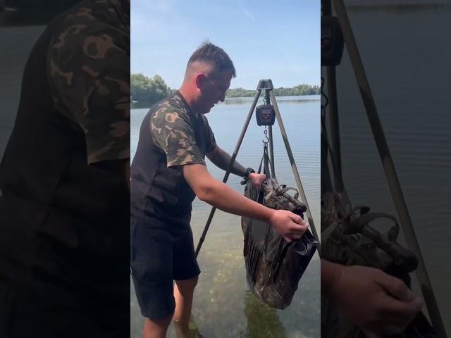 Кляцик #fishing #fishingmethod #carpfish #sort #sortvideo #sorts #carpfishing