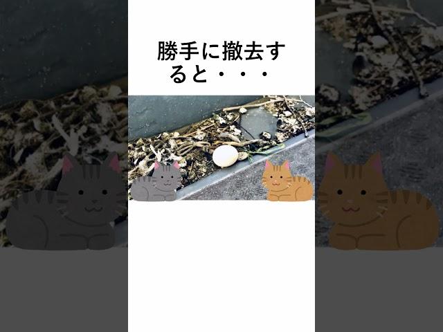 【豆知識】ハトの卵は捨ててもよい？