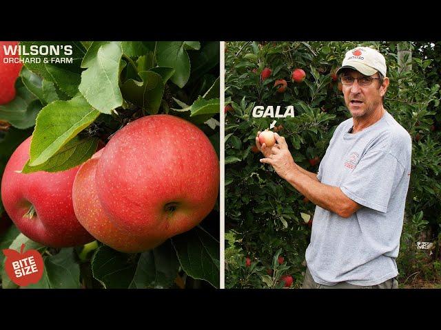 Gala Apples | Bite Size