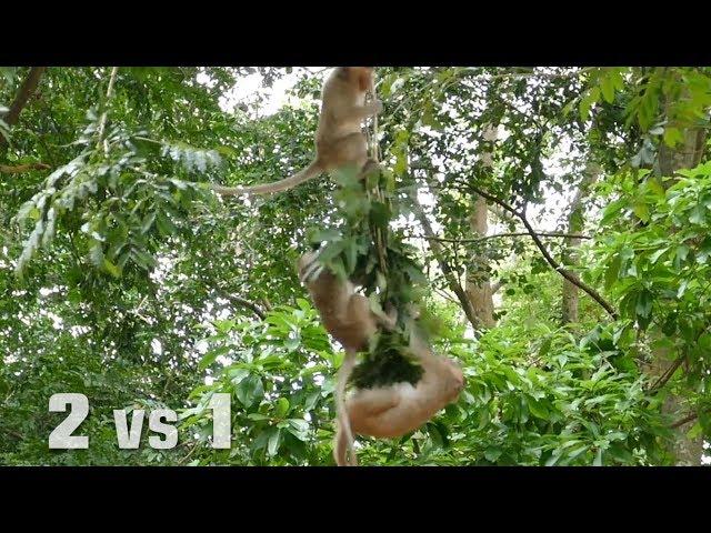 Short Clip Monkey Fighting 2vs1 On The Tree  - Monkey Buzz 660