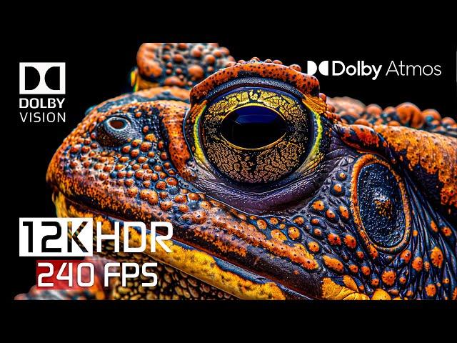 12K HDR 240 FPS DOLBY ATMOS - DOLBY VISION