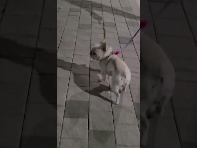 엄마 튈 생각 하지말고 빨리와‼️ #의리 #곁눈질 #지켜보고있다 #cutedog #프렌치불독 #frenchbulldog #식스센스상속견
