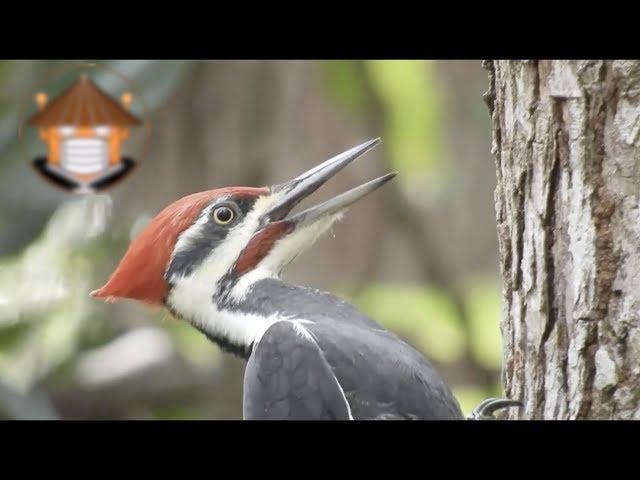 Qué Pasa Con Los Pájaros Carpinteros