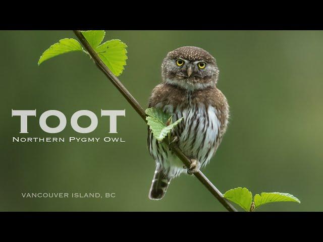 Do you know what a Northern Pygmy Owl sounds like ?