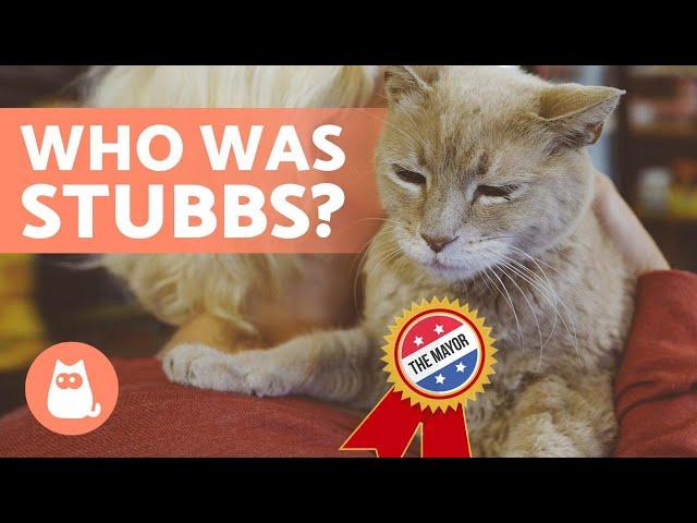 The CAT That Became a MAYOR in ALASKA ️ (Stubbs)