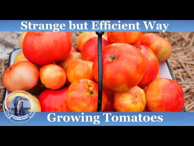 Strange but Efficient Way to Grow Tomatoes at Home