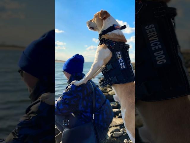 Perro de servicio. #servicedog #doglover #dogs #protejameseñor #water #beach #pets #aussie #beagle