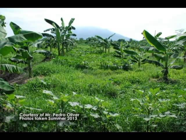 Technologies on How to Enhance Saba Banana Production