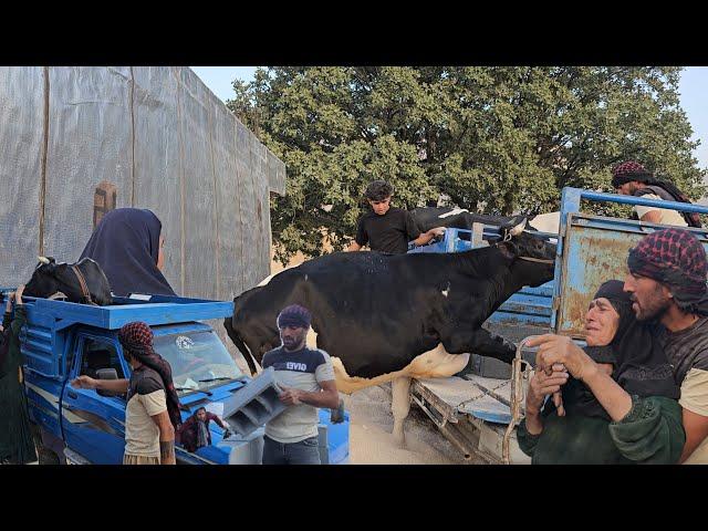 Sajjad’s Hardest Day in the Mountains! Moving the Cows from Village to Nature