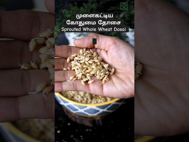 முளைகட்டிய கோதுமை தோசை Sprouted Whole Wheat #shorts