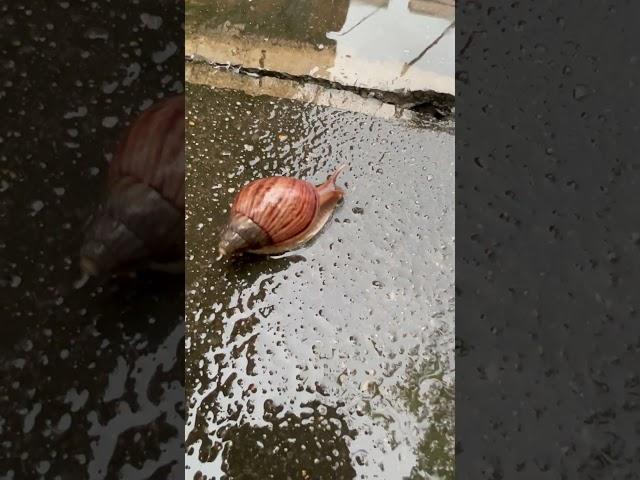 the daily life of pet  snail 寵物日常生活大蝸牛 下雨 粘液  ペットのかたつむりの日常生活  #pets #snail #petsnail #蝸牛 #かたつむり#蜗牛