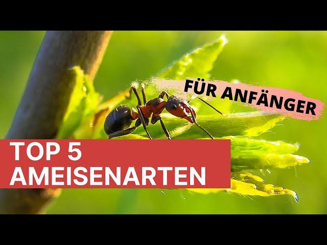 Top 5 Ameisenarten für Anfänger