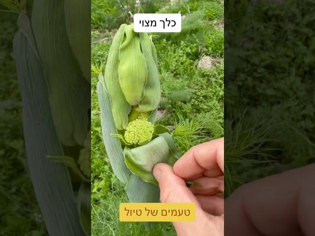 כלך לא קלח כלך מצוי
