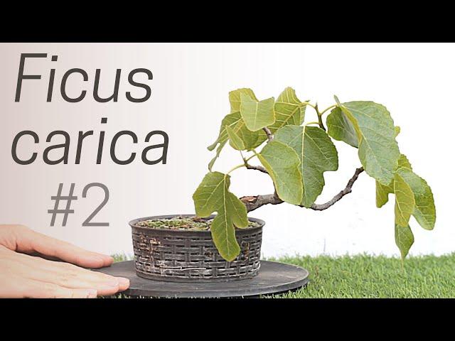 Fig bonsai care [Ficus carica] #2