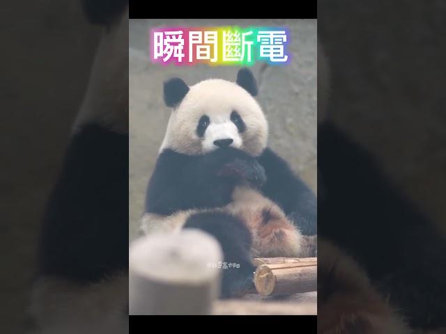 小甜包瞬間斷電 #panda #panda #cute #animals #funny  #大熊猫 #熊貓 #貓熊 #北辰