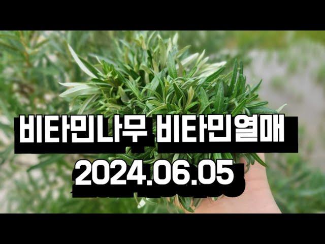 비타민나무 상품만드는방법 비타민나무잎건조 줄기건조 열매크기비교  비타민나무 재배관리