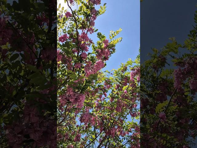 양평 보라아카시아 군락지 #보라아카시아 #아카시아 #타고가현
