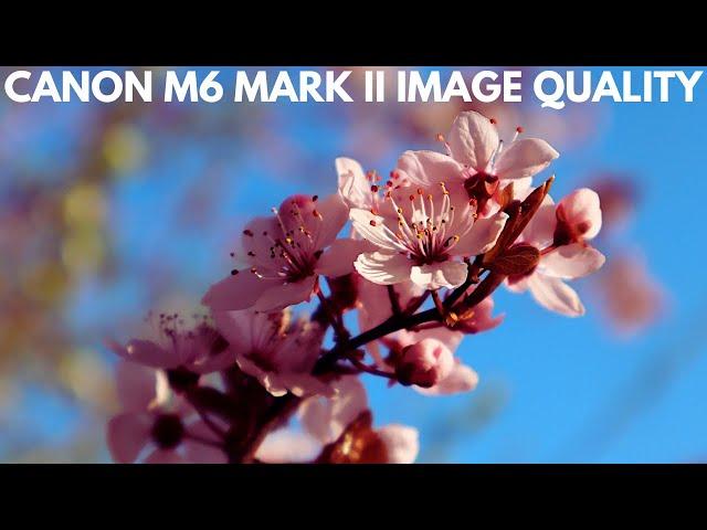 Canon M6 Mark II Sample Photography - Image Quality