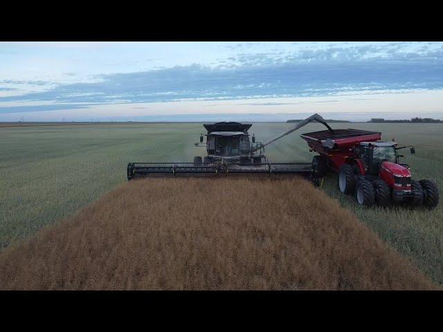 Just in time before soybeans... Gleaner S98 with 40ft honeybee