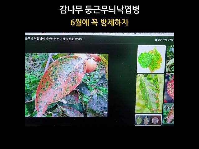 감나무 둥근무늬 낙엽병 방제.  #새마을_세네갈
