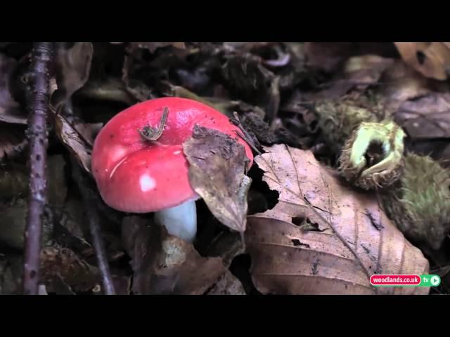 Wild Mushroom Foraging in the Woodlands - Russula Series