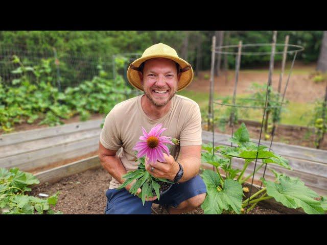 7 Best Perennial Flowers to Attract Pollinators to Your Garden