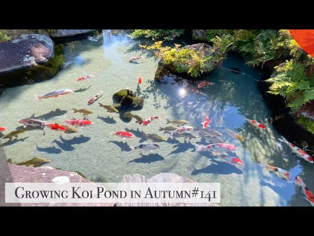 Growing Koi Pond in Autumn(Isawa, Yamanashi)