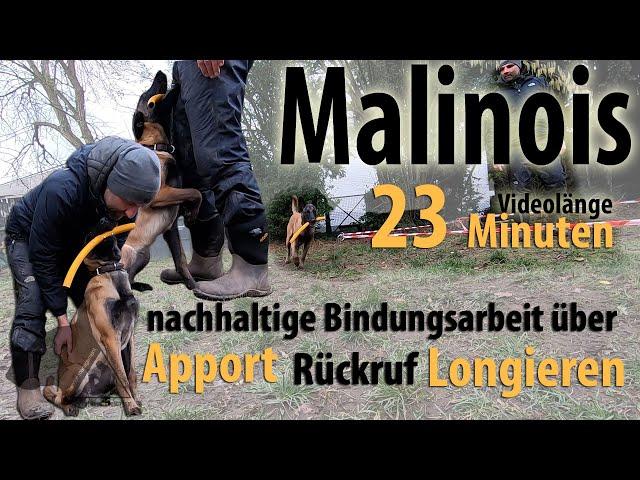 Malinois: nachhaltige Bindungsarbeit über Apport – Rückruf – Longieren!