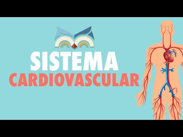 Sistema Cardiovascular - Toda Matéria