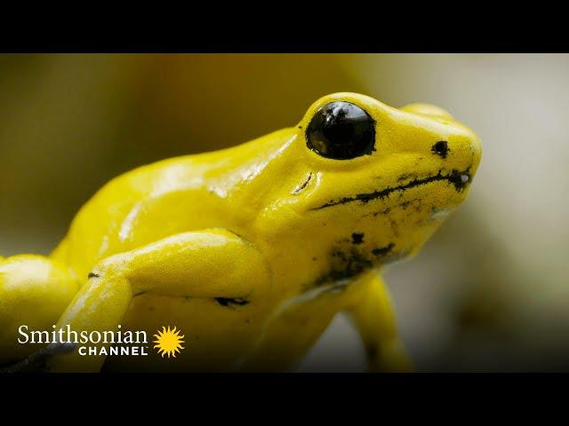 The Most Toxic Frog Has a Beautiful Singing Voice  Into the Wild Colombia | Smithsonian Channel