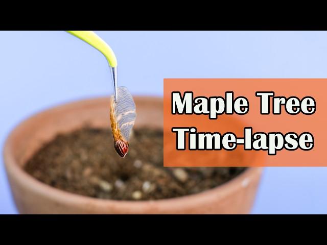 Maple Tree Growing From Seed (138 Days Time Lapse)