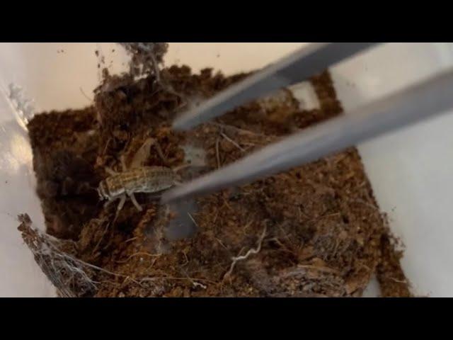 First Time Feeding an Aggressive Geniculata Tarantula | A. geniculata