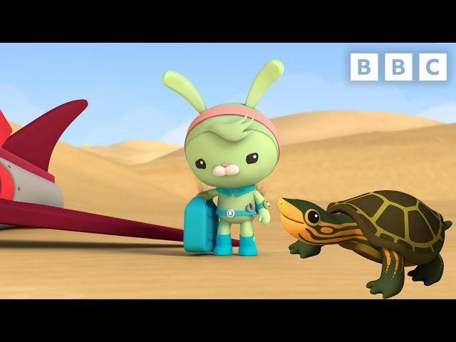 Tweak meets a Pininga Turtle | Octonauts | CBeebies