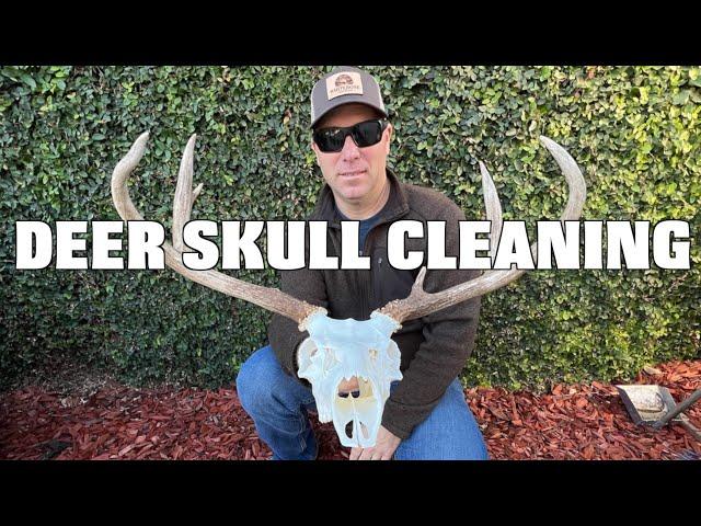 HOW TO CLEAN A DEER SKULL & THE NASAL BONE CONVERSATION